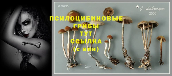 сатива Беломорск